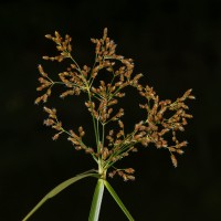 Actinoscirpus grossus (L.f.) Goetgh. & D.A.Simpson